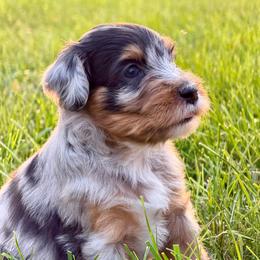 Sally - female Australian Mountain Doodle puppy in Decatur, Illinois from Signature Doodles
