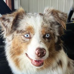 Sage - Toy Australian Shepherd