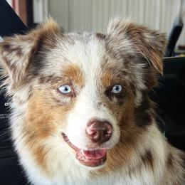 Sage - Toy Australian Shepherd