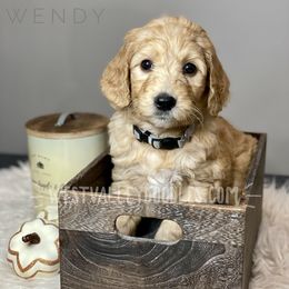 Girl 2 - Goldendoodle puppy in Jackson, Tennessee from West Valley Doodles