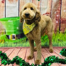 Phoenix - Goldendoodle