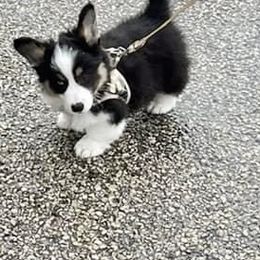 Pembroke Welsh Corgi Puppies from Campbell Ranch Corgis