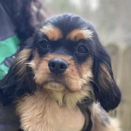 Shadow - Black and tan male Cavalier King Charles Spaniel puppy in Valley, Washington from F-Stop Cavaliers