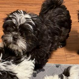 Tux's - Black and white male Shih Tzu puppy in Victorville, California from RUMBLE n TUMBLE