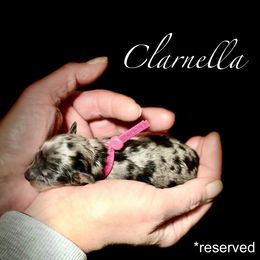 Clarnella - Merle female Cavapoo puppy in Spokane, Washington from Treasured Cavaliers of the Pacific Northwest
