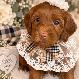 Summer - White Collar - Red  female Goldendoodle puppy in Huntsville, Alabama from Falcon Ridge Doodles