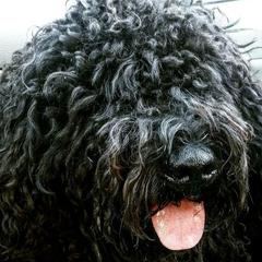 Biznaga - Spanish Water Dog