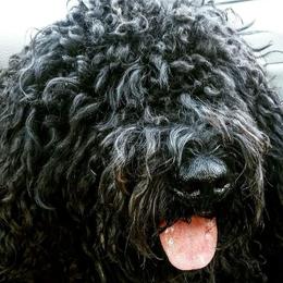 Biznaga - Spanish Water Dog