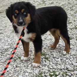 Boots - Black tri female Miniature American Shepherd puppy in Marshfield, Missouri from Tntowne Miniature American Shepherds