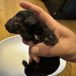 Girl 1 - Black and tan Dachshund puppy in Skowhegan, Maine from KBz Miniature Dachshunds