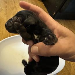 Girl 1 - Black and tan Dachshund puppy in Skowhegan, Maine from KBz Miniature Dachshunds