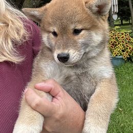 Red boy 2 - Red male Shiba Inu puppy in Winthrop, Minnesota from Kayobi Shibas