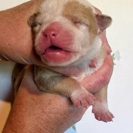 Boy 3 - male Alapaha Blue Blood Bulldog puppy in Grafton, Ohio from Eclipse Alapaha Kennels