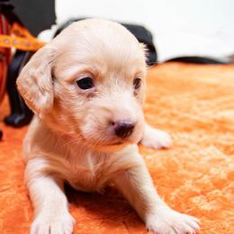 Fuchsia Collar - Cream female Dachshund puppy in Washington from Devoted Doxies, Lorraine’s Yorkies