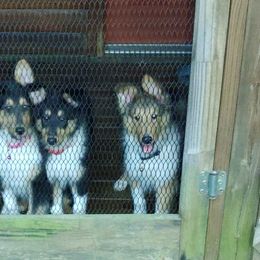 Old Time Scotch Collies from One Willow Farm