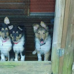 Old Time Scotch Collies from One Willow Farm