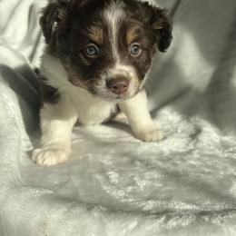 Miniature Australian Shepherd Puppies from Amberwood DD Aussies
