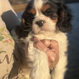 Domnique's Boy 1A - Tri-color male Cavalier King Charles Spaniel puppy in Loco, Oklahoma from Sweet Heart Cavaliers