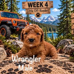 Wrangler - Red male Australian Labradoodle puppy in Eastover, North Carolina from Joyful Hearts Australian Labradoodles