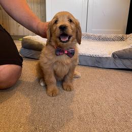 Sugarplum - Apricot female Goldendoodle puppy in Sugarcreek, Ohio from True Hearted Doodles