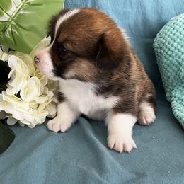 Male 1 - Sable male Pembroke Welsh Corgi puppy in Moundville, Alabama from Cartee Corgis - Debi Cartee Mills