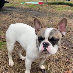 Pumba - French Bulldog