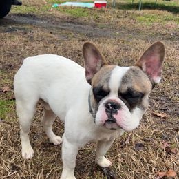 Pumba - French Bulldog