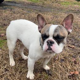 Pumba - French Bulldog