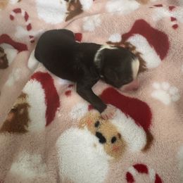 Girl 2 - Black and white female Aussiedoodle puppy in Martin County, Florida from Biggie Ranch