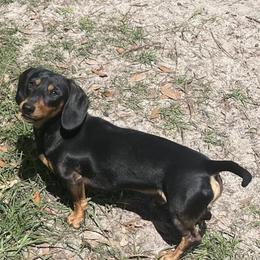 Charlie - Dachshund