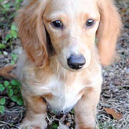 Dachshunds from Beaver's Pups