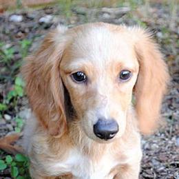 Dachshunds from Beaver's Pups