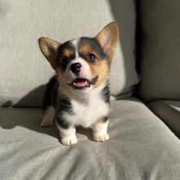 Monroe - White and black female Pembroke Welsh Corgi puppy in Riverside, California from Chases Dream Kennel