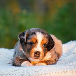 Theo - Blue merle male Miniature American Shepherd puppy in Chocowinity, North Carolina from Foxtail Hollow
