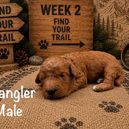 Wrangler - Red male Australian Labradoodle puppy in Eastover, North Carolina from Joyful Hearts Australian Labradoodles