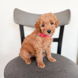 Toffee - Red  female Goldendoodle puppy in Billings, Montana from Montana Raised Doodles