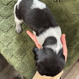 German Shorthaired Pointer Puppies from Golden pointers