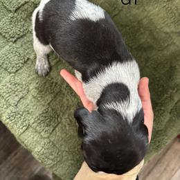 German Shorthaired Pointer Puppies from Golden pointers