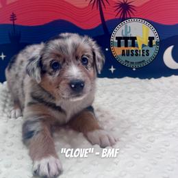 Clove - Blue merle female Australian Shepherd puppy in Tucson, Arizona from TTTNT Aussies