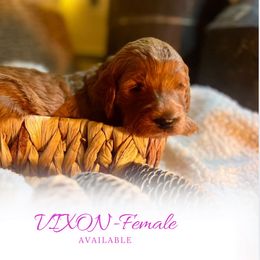Vixon - Apricot female Goldendoodle puppy in Augusta, Maine from Bridgewood Doodle Farm LLC.