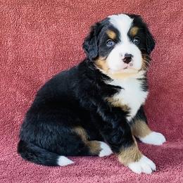 Gray Collar Female - Black rust and white female Bernese Mountain Dog puppy in Bristol, Tennessee from Holston Hollow Farm