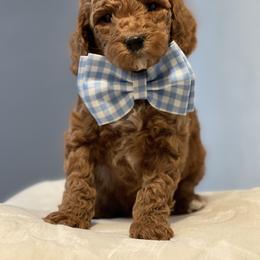 Cavapoo and Poodle Puppies from Sac-Town Poodles and Doodles