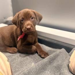 Dark Pink collar female - Chocolate female Labrador Retriever puppy in Gainesville, Georgia from Rucker Retrievers