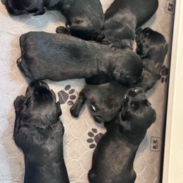 Boy 4 - Black male Giant Schnauzer puppy in Bois D’arc, Missouri from Down Low Kennels formerly LNL’s Giant Schnauzers and T9 Giants