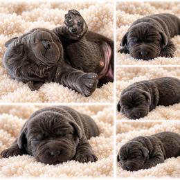 Noelle - Black female Labrador Retriever puppy in Ozark, Missouri from Westwind Labradors