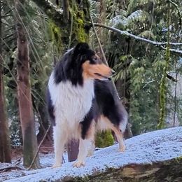 Ivy - Scottish Collie 