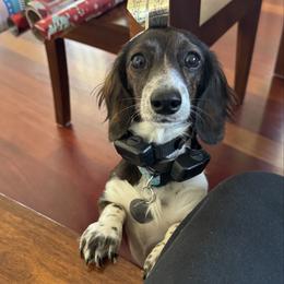 Lana - Dachshund