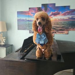 Teddy - Red  male Poodle puppy in Daytona Beach, Florida from Beach Doodles
