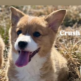 Crush light blue collar - Red male Pembroke Welsh Corgi puppy in Benjamin, Utah from Nuna’s  Corgis