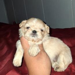 Boy 1 - Cream and white male Shih Tzu puppy in Birmingham, Alabama from K&D kennels